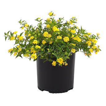 Altman Plants Yellow Lantana in 2.5-Quart Pot | Lowe's