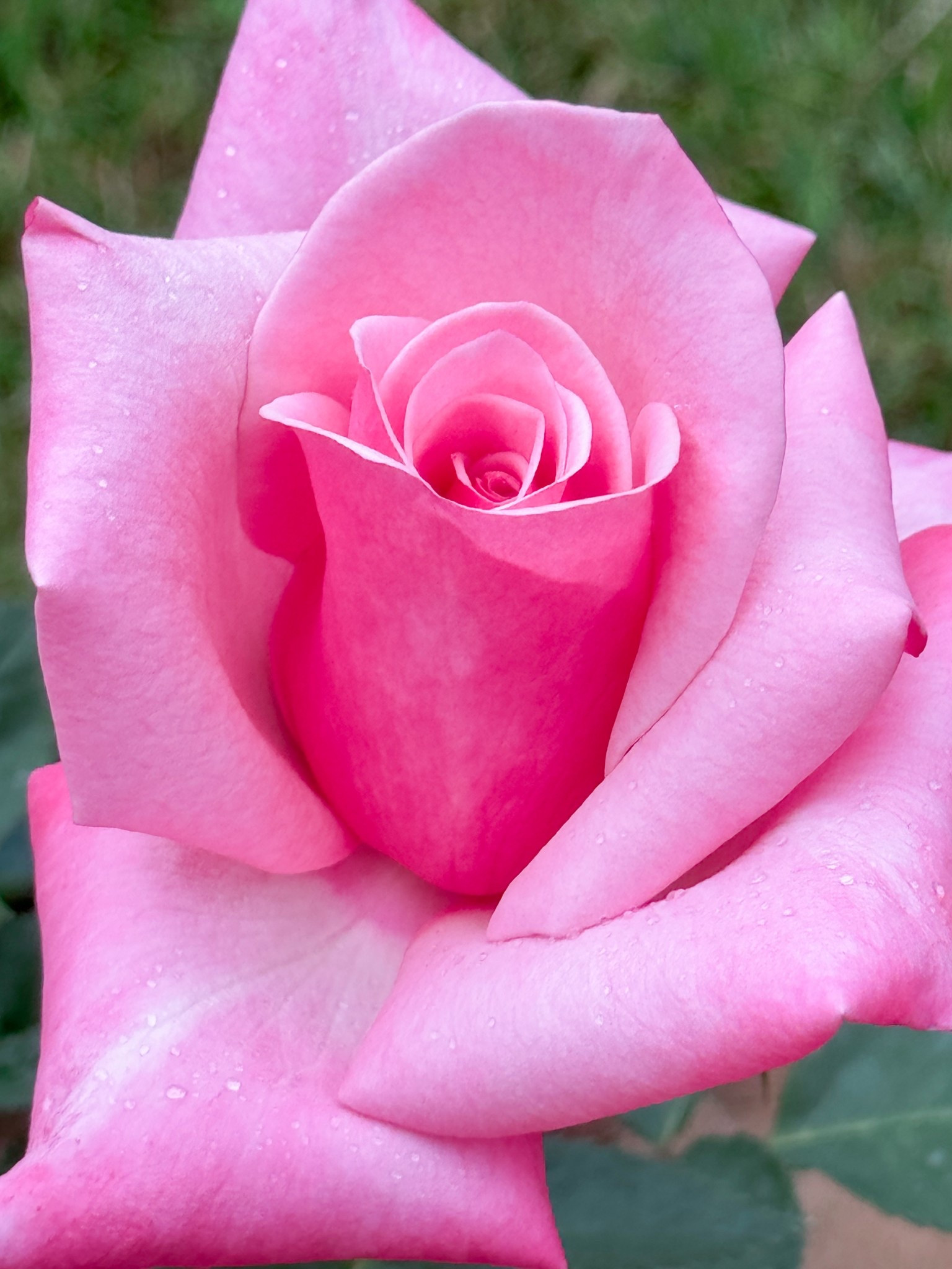 Mega deal on First Prize bare root roses! 1 for $23, 3 for $43 or 5 for $62! 

#LTKSaleAlert #LTKspring #LTKdayinmylife