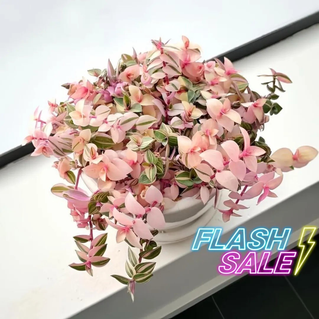 The Callisia Repens Pink Lady is a charming, fast-growing houseplant with soft trailing stems and dreamy pink-toned foliage that instantly brightens any space. Perfect for shelves or hanging baskets, this beauty adds a playful pop of color and is easy to love and care for. Available in 3” and 4.5” baskets for a limited time, it’s a fun and affordable way to refresh your indoor plant collection.
#LTKhome #LTKfinds #CallisiaRepens #PinkLadyPlant #HouseplantLove #TrailingPlants #IndoorPlants #EtsyFinds

#LTKSeasonal #LTKHome #LTKFindsUnder50