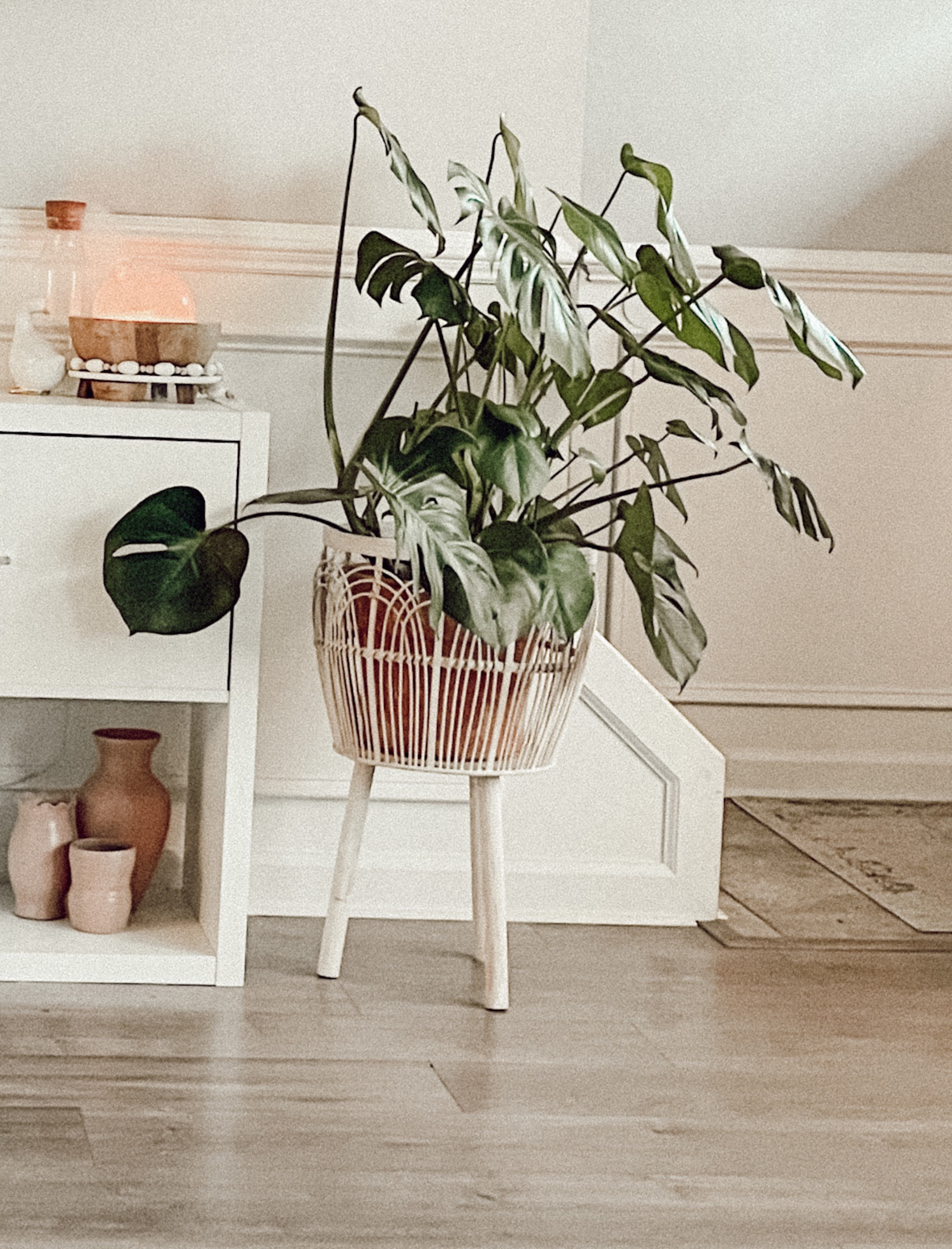 all of my favorites for healthy plants 🌱 

#LTKfamily #LTKhome #LTKSeasonal