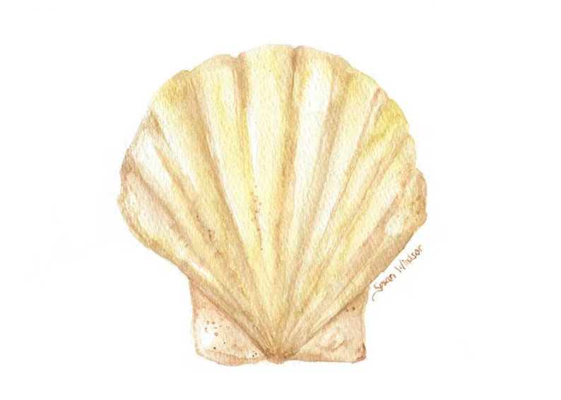 Clam Watercolor Painting Giclee Print Summer Beach Painting - Etsy | Etsy (US)