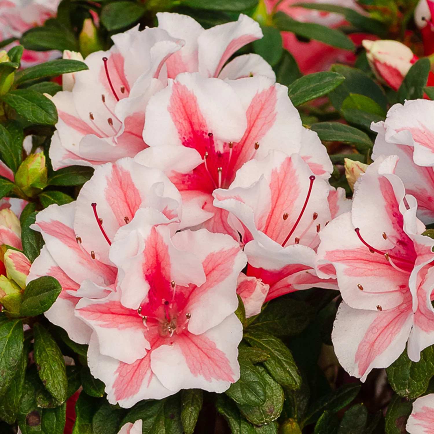 Encore Azalea Autumn Starburst (1 Gallon) Shrub with White and Pink - Full Sun Live Outdoor Plant | Walmart (US)