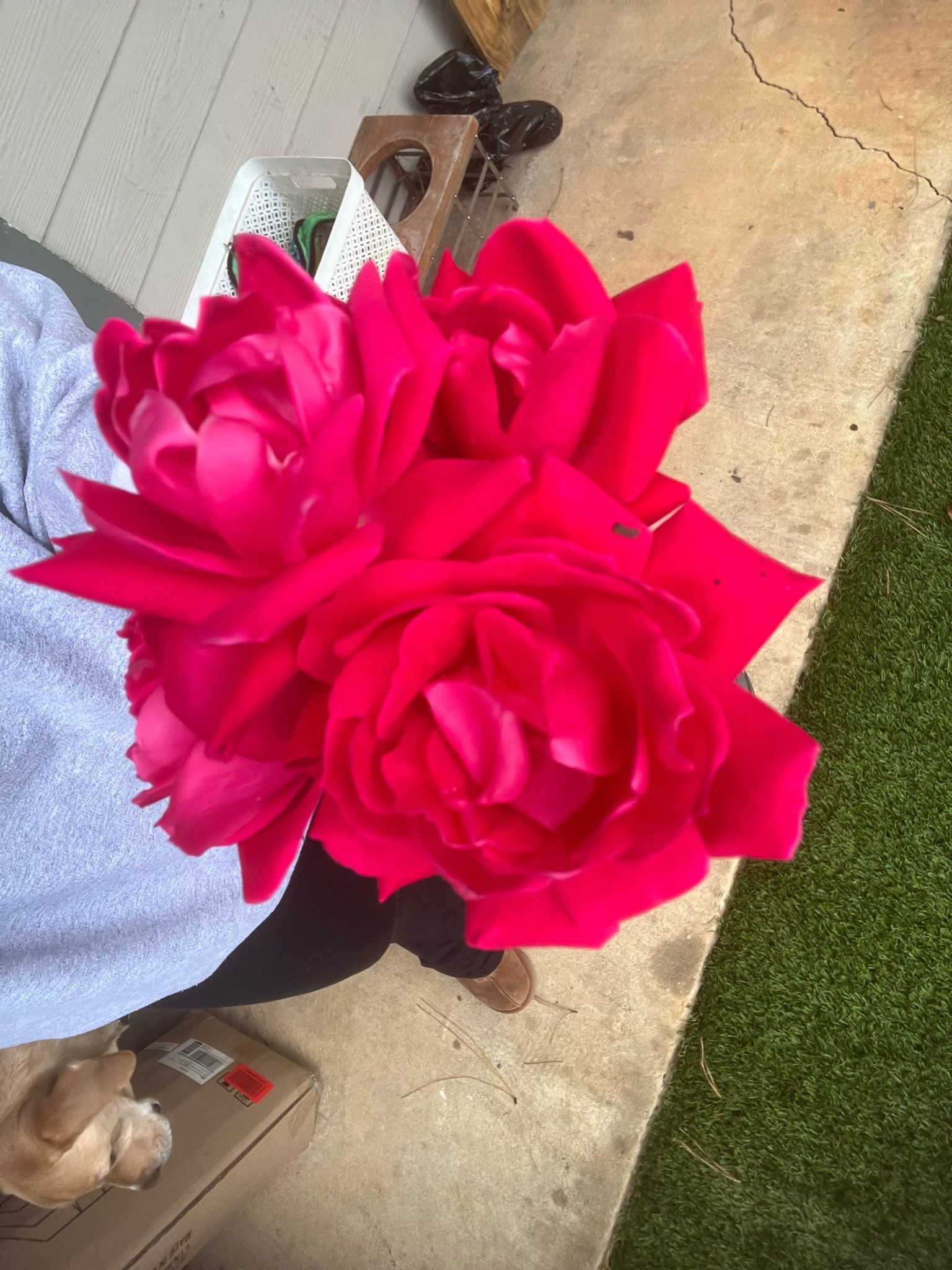 First rose bouquet from the greenhouse 🫶🥹🤍🌹

#LTKparties #LTKSeasonal #LTKhome