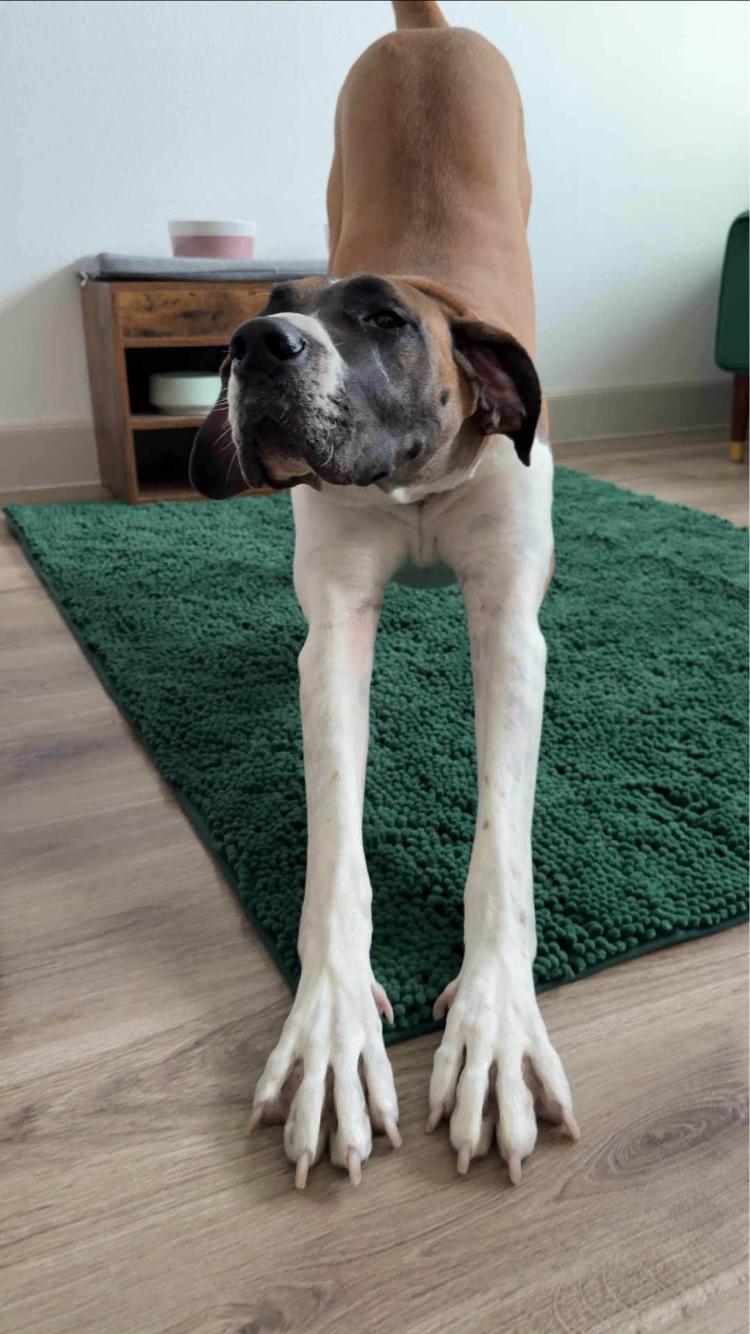 Gentle giant dog parents, you get it. One big drink turns into a puddle. A full-blown disaster slip zone.

I have been using the Muddy Mat under Gia's food station for the past few months, and it's been so great for keeping my floors dry, clean & slip-free.

It grips. It absorbs. And most importantly... it keeps up with her.

No more stressing over water trails or drool puddles ✨🐾

#LTKHome #LTKPets #LTKFindsUnder100