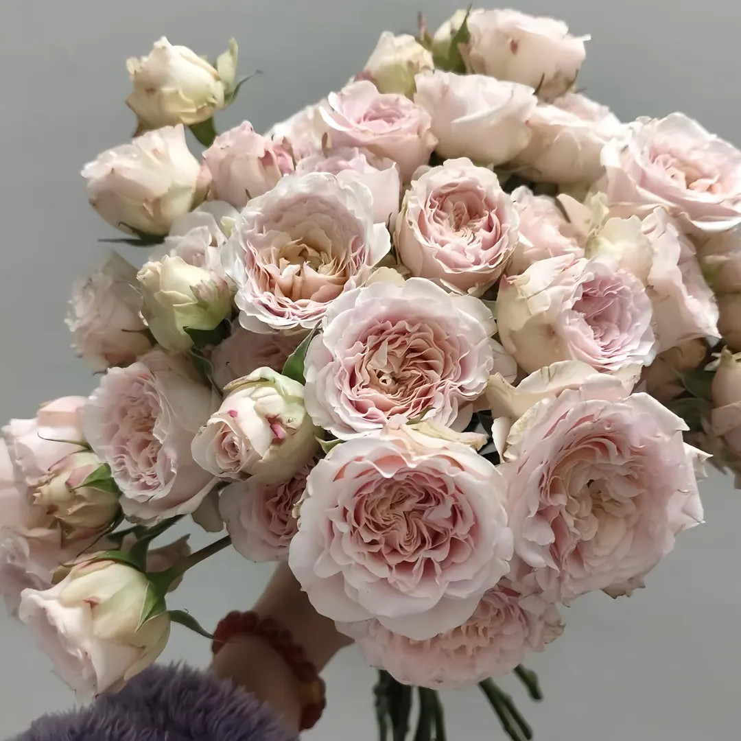 Wedding lover.新婚爱人 Cut rose. Rose plant. Vip. | Etsy (US)