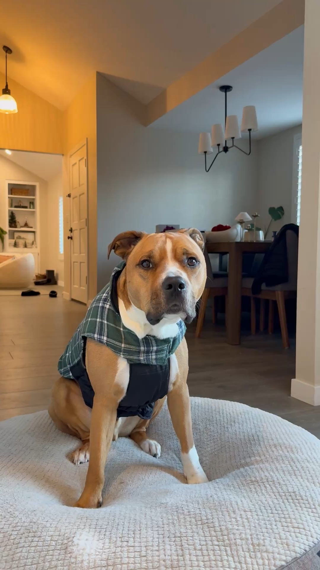 We rebuy this coat for him every year because he wears it so much! It comes in a bunch of colors too 

#LTKHoliday #LTKSeasonal #LTKFindsUnder50