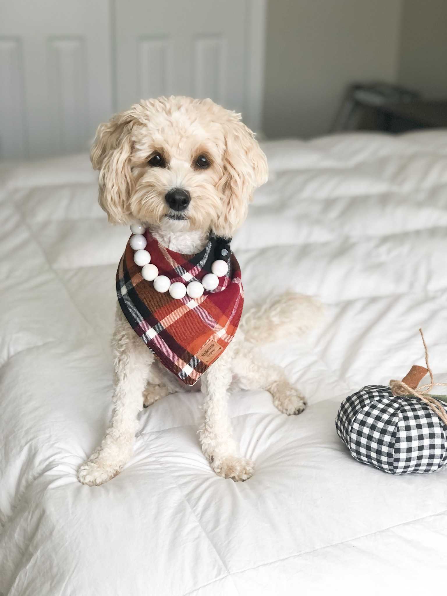 Home decor and dog grooming 🐕 

#ltkdog 