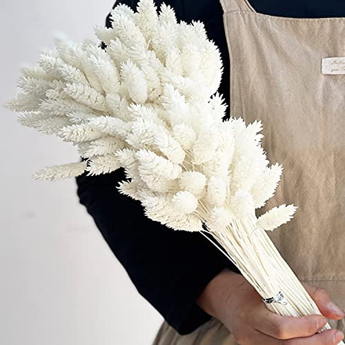 100 PCS Dried Flower Bouquet Decor Dried Phalaris Gem Grass Nature Fluffy Pampas Grass for Home Decoration Wedding Decoration Table Decoration Flower Arrangement (White) | Amazon (US)