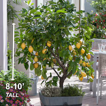 Garden State Bulb 1 Count Green Fruit Meyer Lemon In pot (with soil) | Lowe's