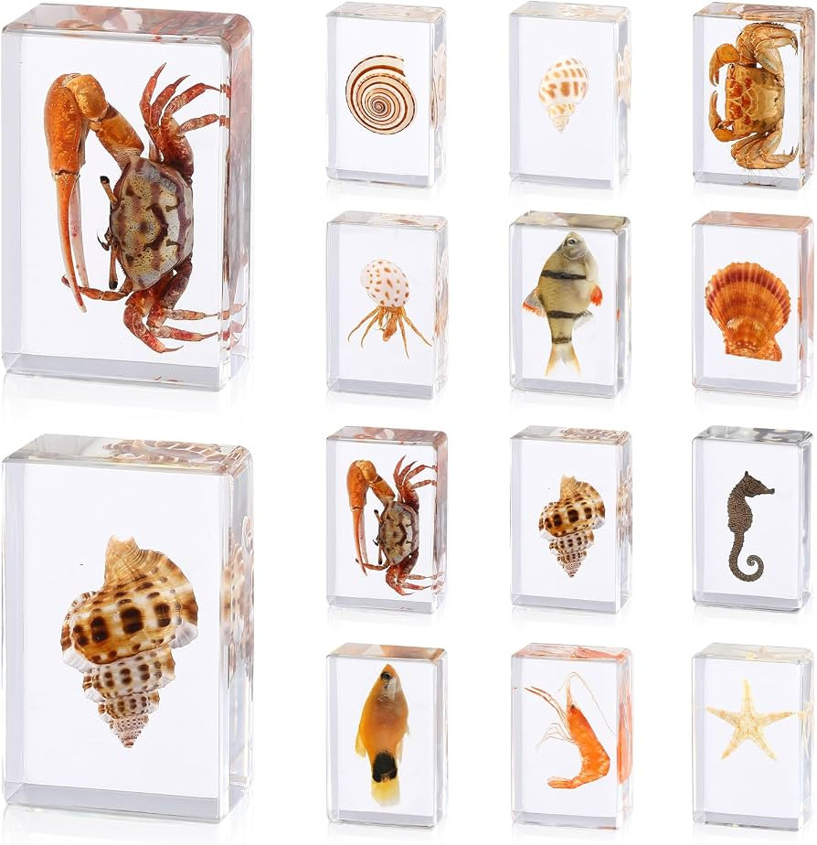 12 Pcs Ocean Animal Insect in Resin Specimen Bugs Collection Paperweights，12 Styles Real Bug Sp... | Amazon (US)
