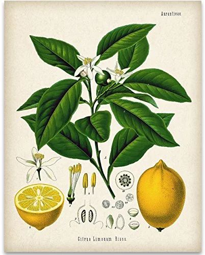 Lemon Citrus Botanical Illustration - 11x14 Unframed Art Print - Great Kitchen/Dining Room Decor | Walmart (US)