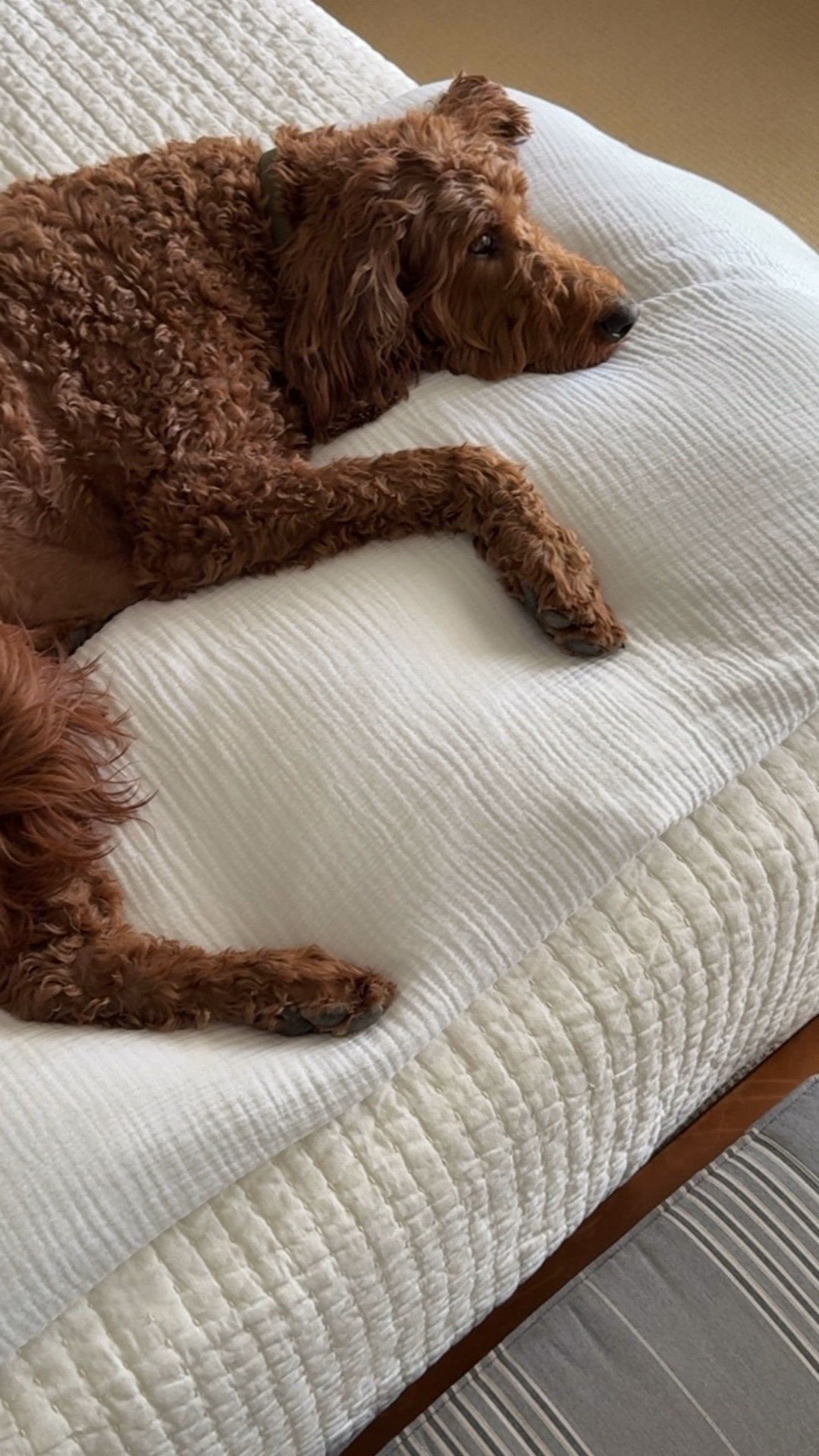 My bedding picks from Quince

#LTKdayinmylife #LTKHome #LTKSeasonal