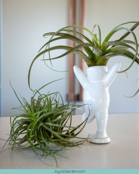 How cute is this figurine air plant holder, shop similar styles from Etsy & Amazons. I love the whimsy it adds to my air plant (tillandsia) collections. #planter #plants #homedecor #garden #planters #plant #gardening #flowers #plantsmakepeoplehappy #plantlover #succulents #ceramics #indoorplants #interiordesign #houseplants #pot #pots #plantlife #home #airplants #LTKunder50 #LTKunder100


