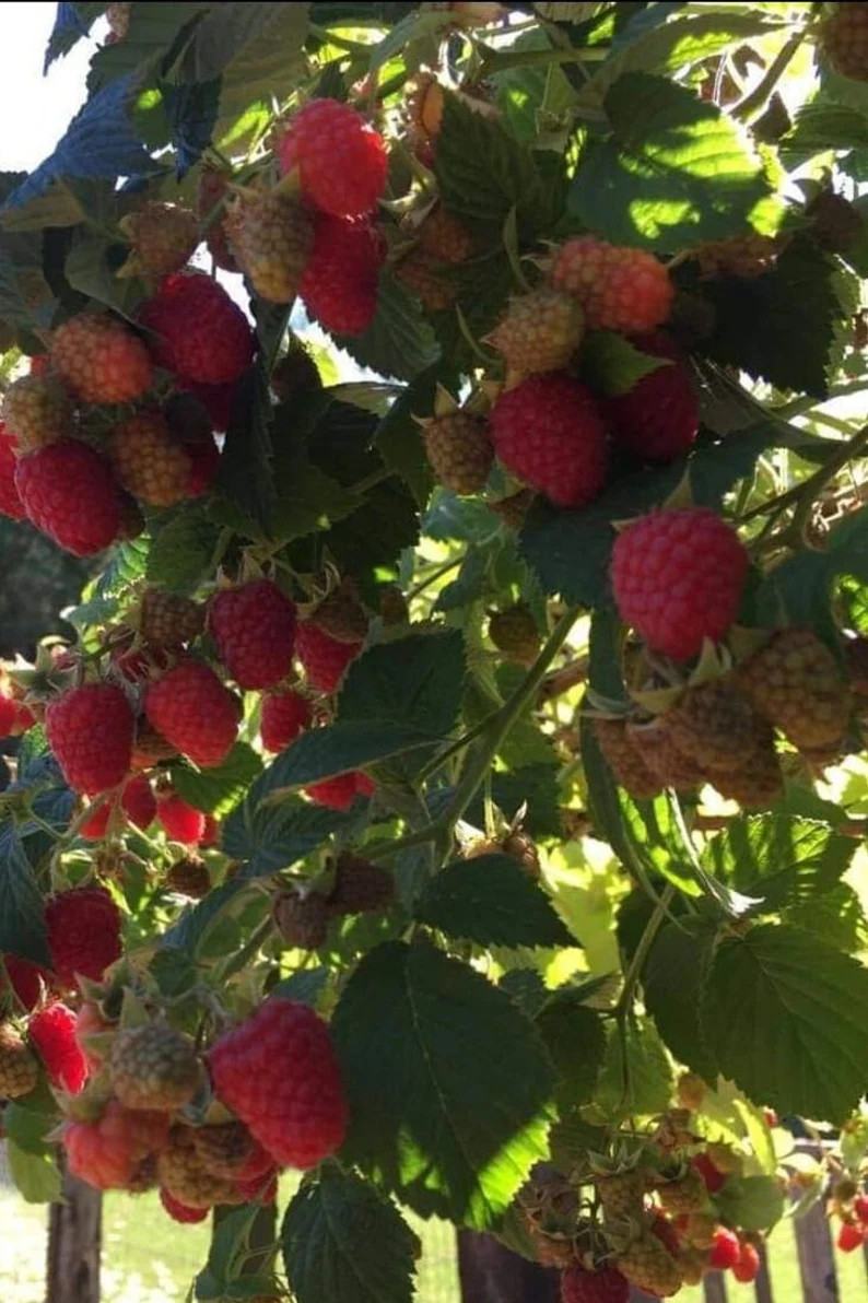 Red Raspberries Heritage Homestead Small Bare Root 1 Yr Old Plant Organic Dormant - Etsy | Etsy (US)