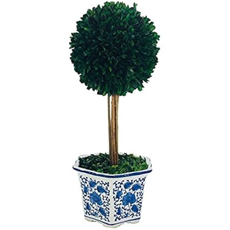 Galt International - Preserved Natural Boxwood Topiary Tree in Ceramic Pot - Plant and Table Cent... | Amazon (US)