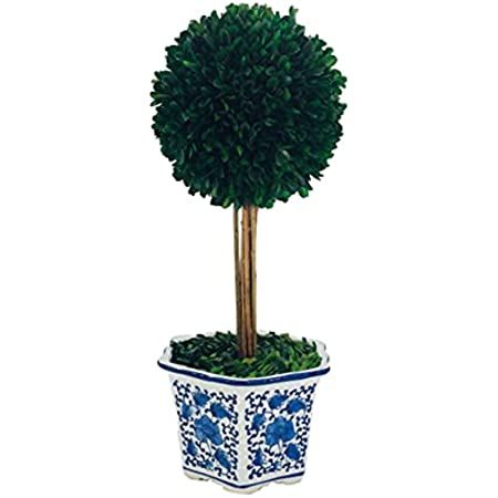 Galt International - Preserved Natural Boxwood Topiary Tree in Ceramic Pot - Plant and Table Cent... | Amazon (US)