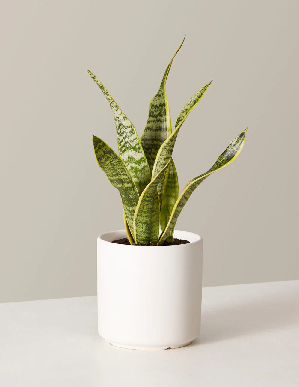 Snake Plant Laurentii | The Sill