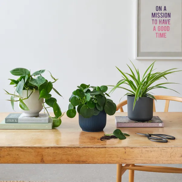Propagation Potted House Plant Bundle | Dunelm (migrated)