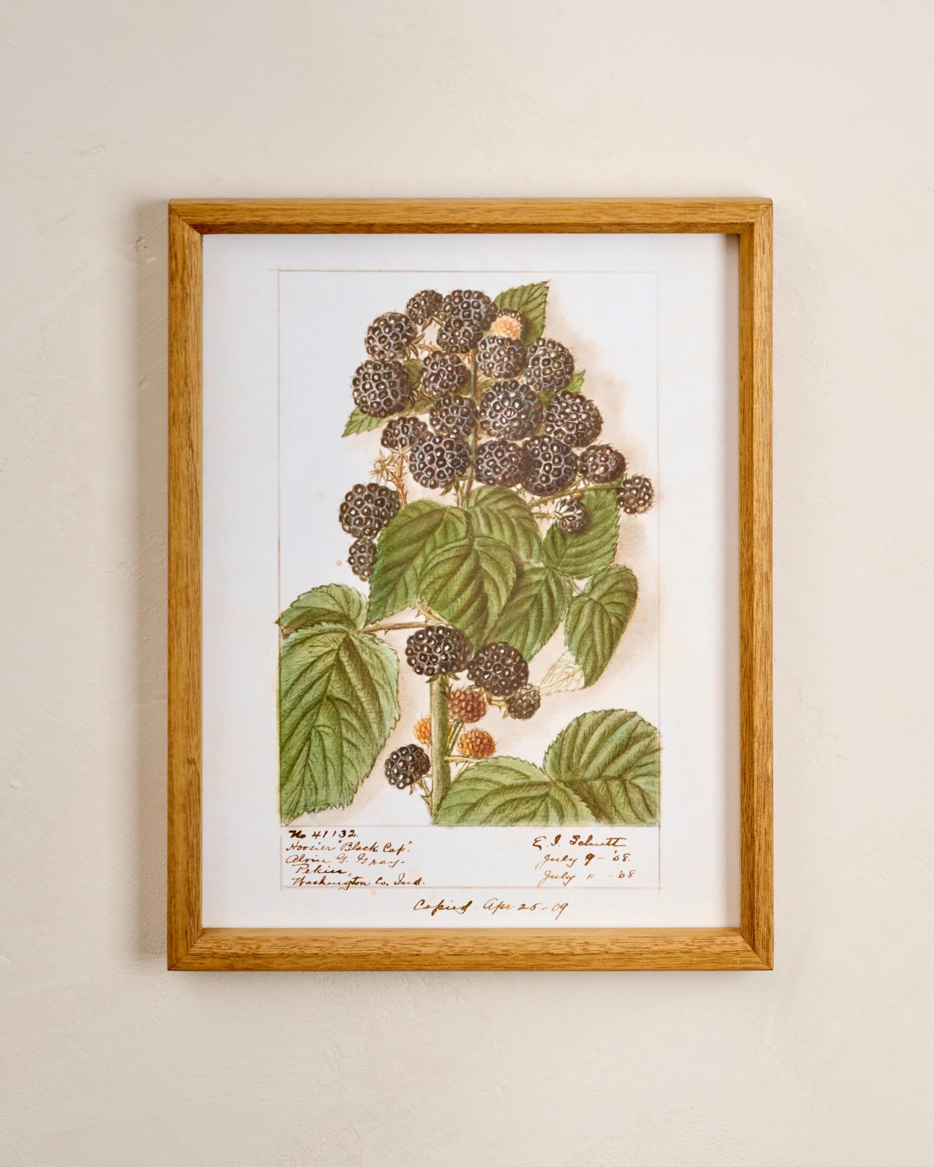 Fresh Blackberry Botanical Framed Print | Magnolia