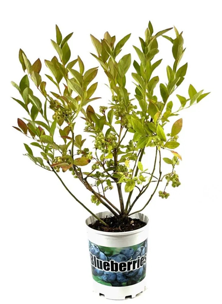 Lowe's 1.0 -Pack Blueberry Plant in Pot Spring to Summer | O893701 | Lowe's