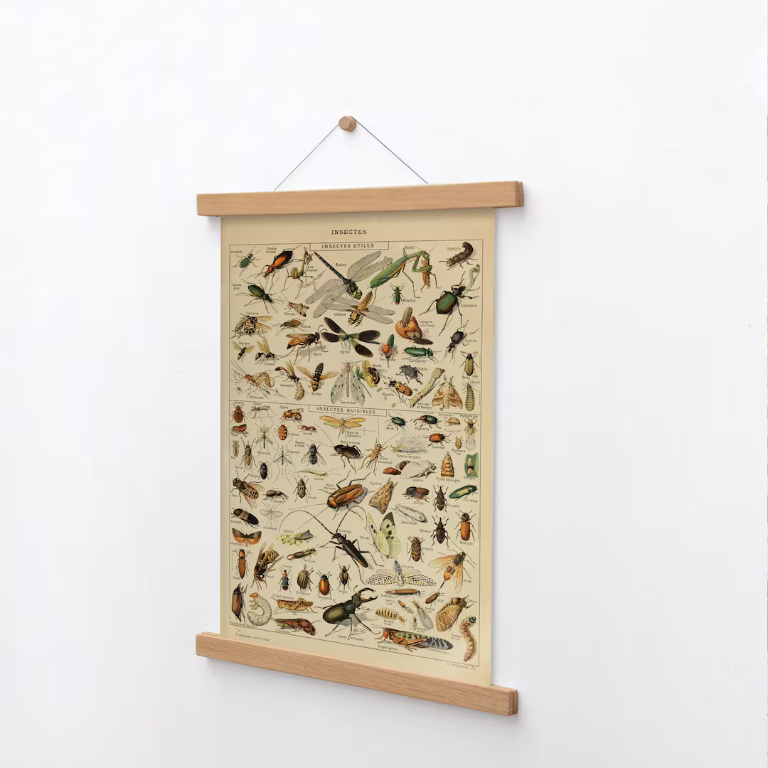 1933 Insect Antique Print, Larousse Beetles Bugs Entomology Home Decor, Entomology Chart, Wall Ar... | Etsy (US)