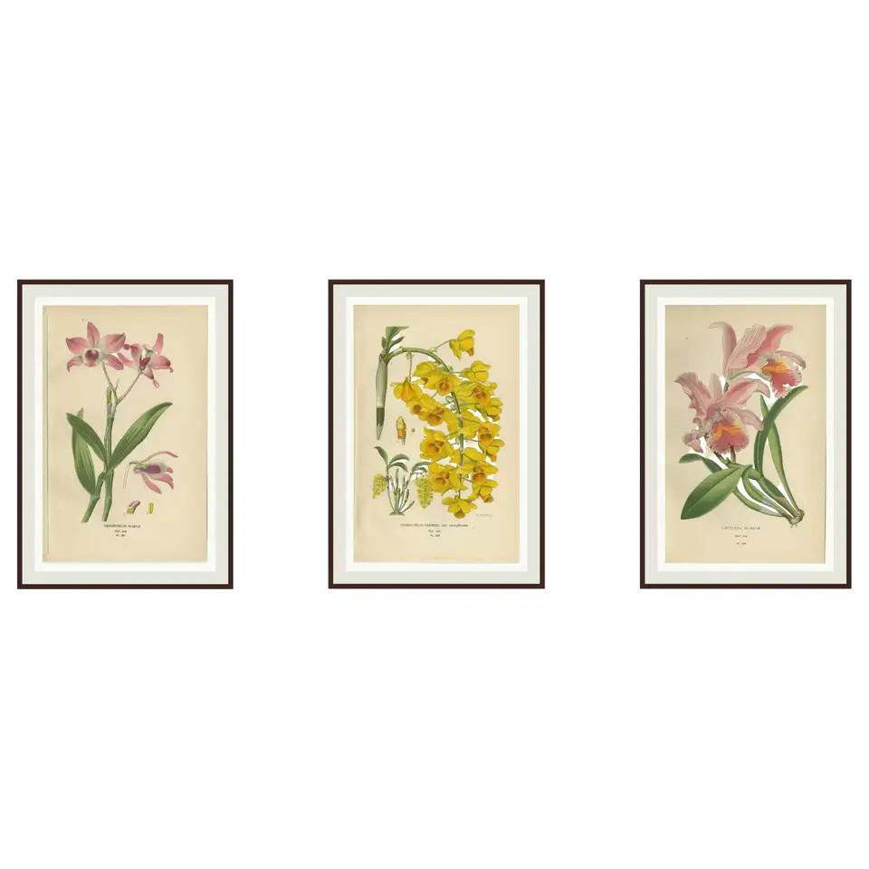 Set of 3 antique orchid lithographs – Dendrobium & Cattleya species, 1897 | 1stDibs