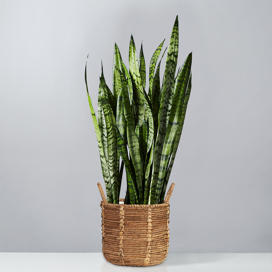 Snake Floor Plant (Sansevieria) | plants.com