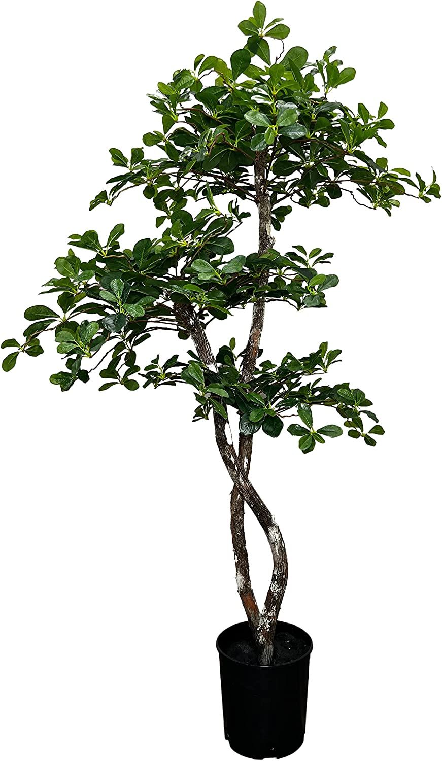 Italian Black Olive Leaf Artificial Tree, 5 feet, Green, B0B8TNRSK6, by Cypress & Alabaster | Amazon (US)