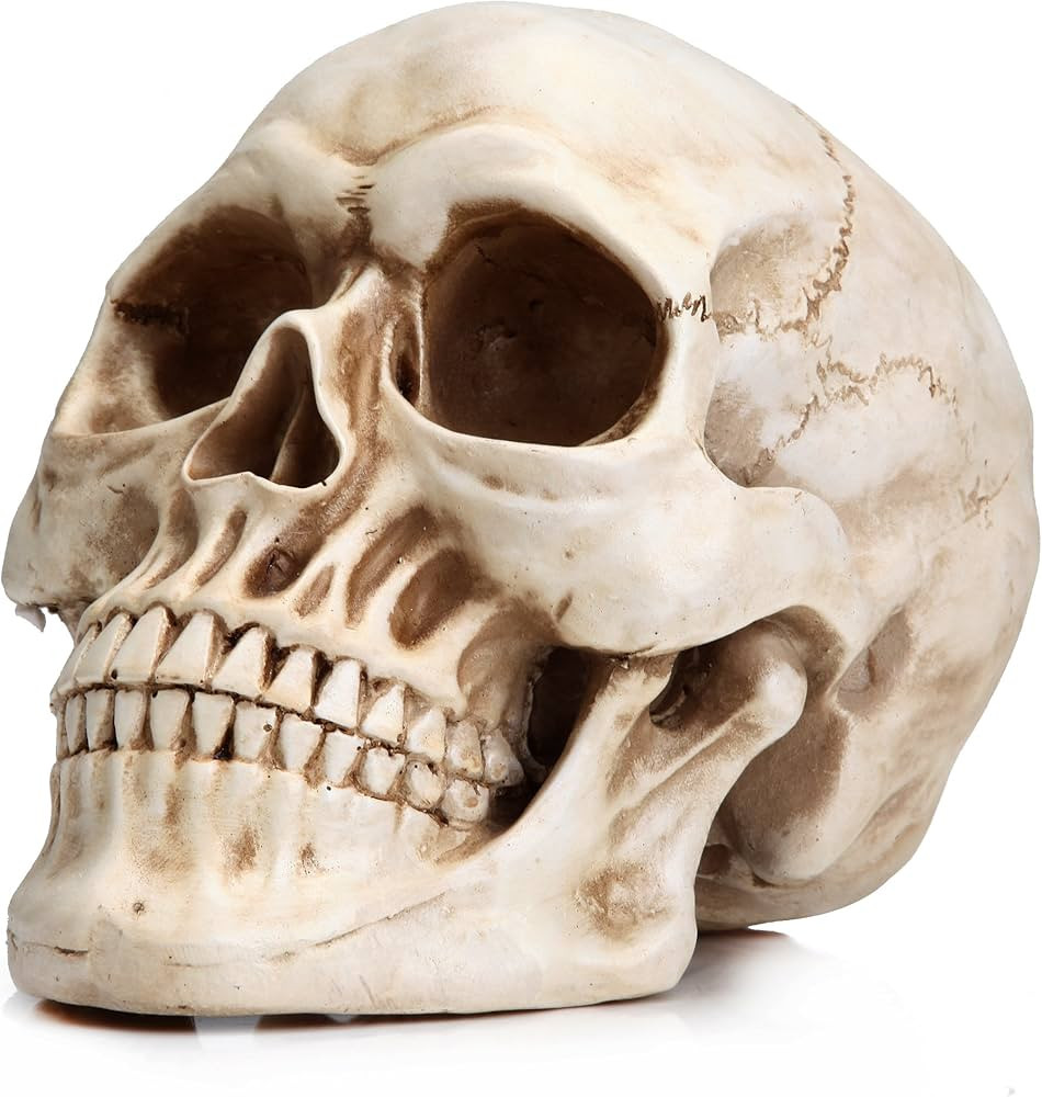 READAEER Life Size Human Skull Model 1:1 Replica Realistic Human Adult Skull Head Bone Model | Amazon (US)
