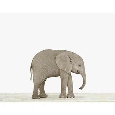 Baby Animals 'Baby Elephant' by Sharon Montrose Photographic Print | Wayfair North America