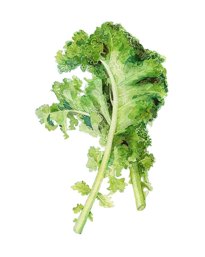 iCandy Combat Watercolor Kale Print Vegetable Art Kitchen Wall Shelf Poster Size (13x19) | Amazon (US)