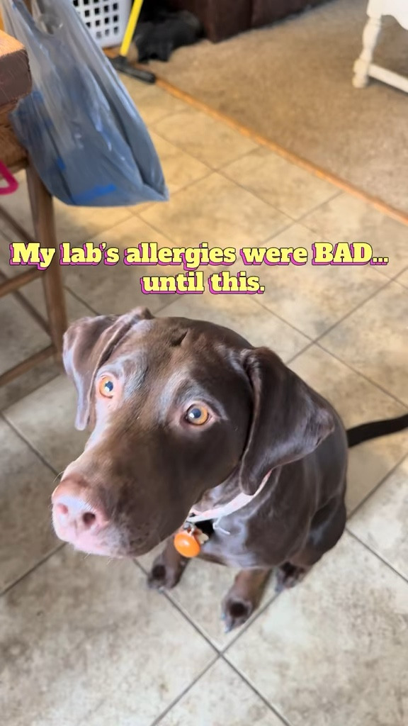 If your dog struggles with seasonal allergies, these helped my lab so much last year and they now have a stronger vet-formulated version. We just started them again for allergy season. #LTKPet
#LTKFamily
#DogMomLife
#PetFavorites
#DogMustHaves
#PetProducts
#DogFavorites
#SeasonalAllergies
#DogCare
#PetSupplements
#LTKHome
#DailyDogFinds


#LTKSeasonal #LTKmomlife #LTKmorningroutine