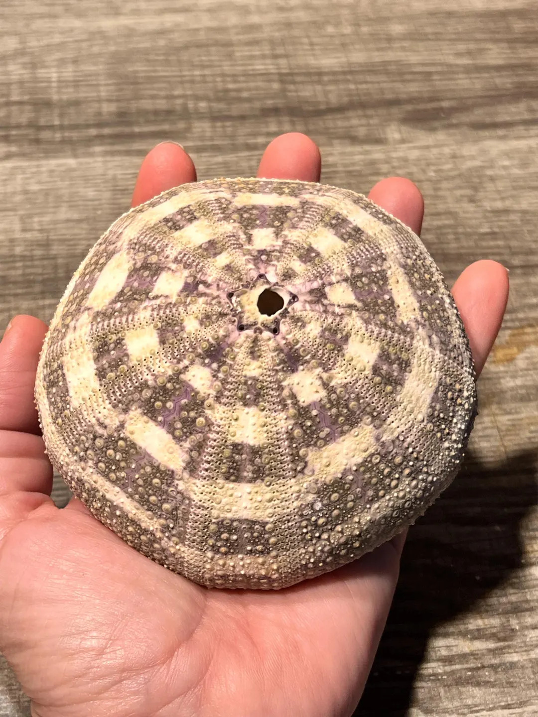 Alfonso Sea Urchin, Hermit Crab Treat, Calcium Rich. | Etsy (US)