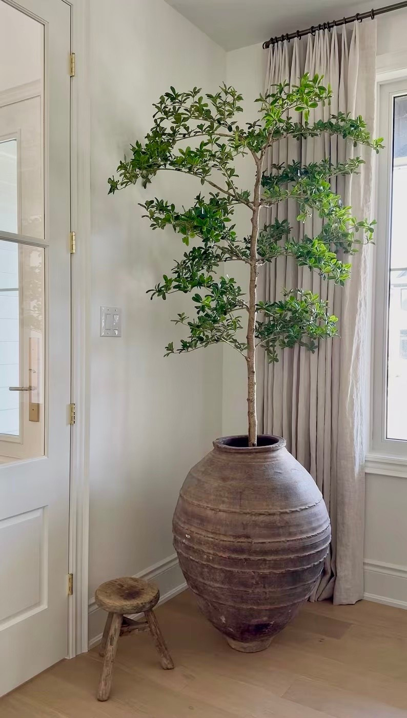 home decor ideas
indoor plants
home accents


#LTKSaleAlert #LTKHome #LTKFindsUnder100