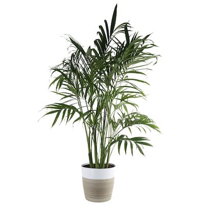 Costa Farms 10-in Cat Palm in Plastic Planter (Ct10) Lowes.com | Lowe's