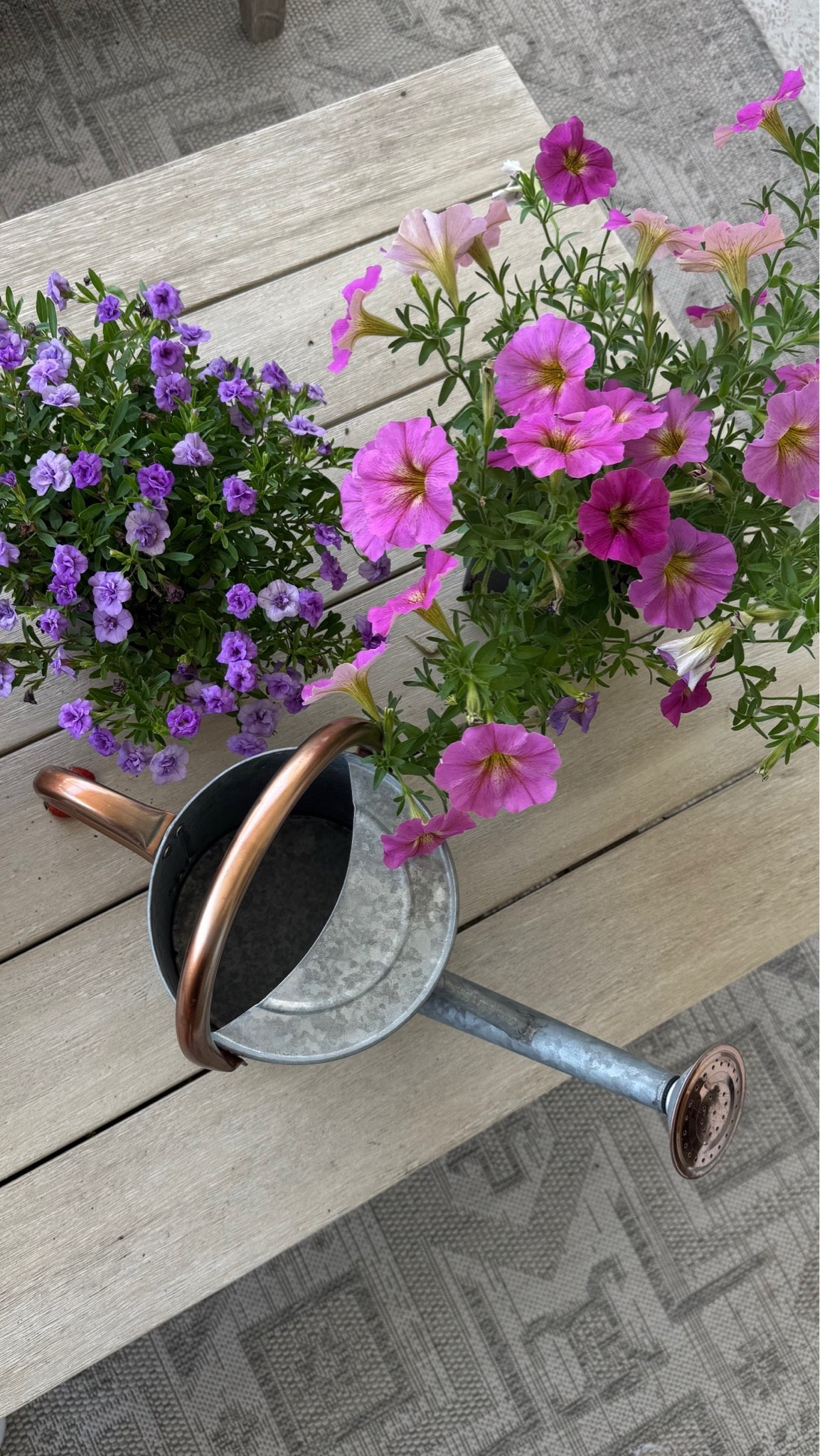 my cute new watering can!

#LTKHome #LTKSeasonal #LTKmorningroutine
