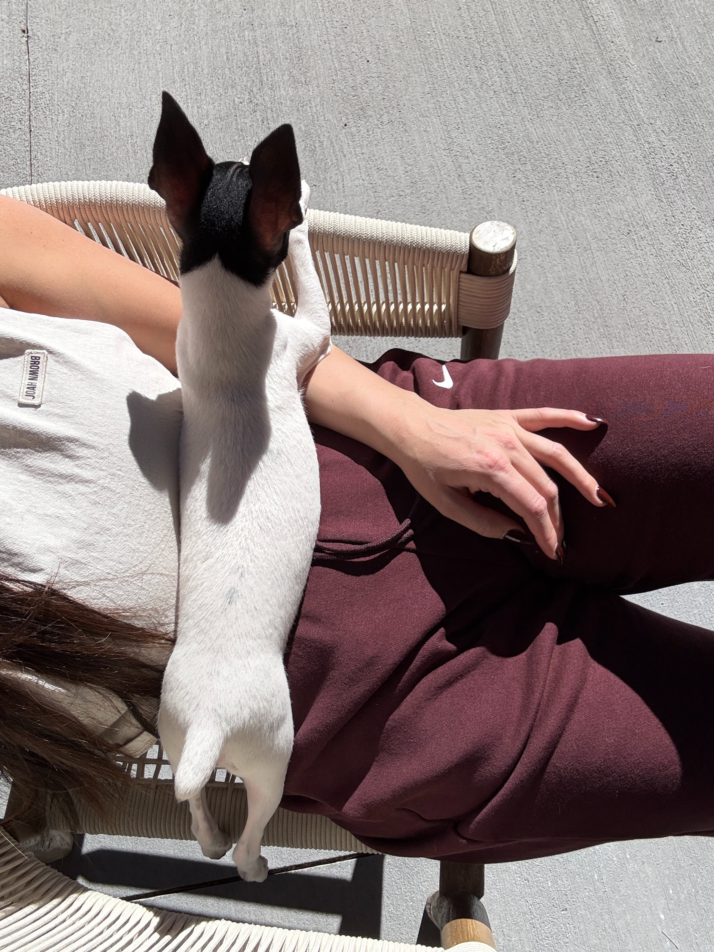 How cute is Tacho? He loves soaking up the sun. Wearing the Cut Off Boyfriend tank from Joah Brown. These are the best sweat pants! High waisted. Wide leg. They come in several colors. 

 #LTKdayinmylife #LTKootd #LTKHome