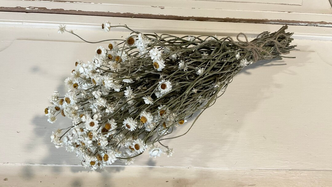 Dried Bouquet of Ammobium Flowers winged Everlasting - Etsy | Etsy (US)
