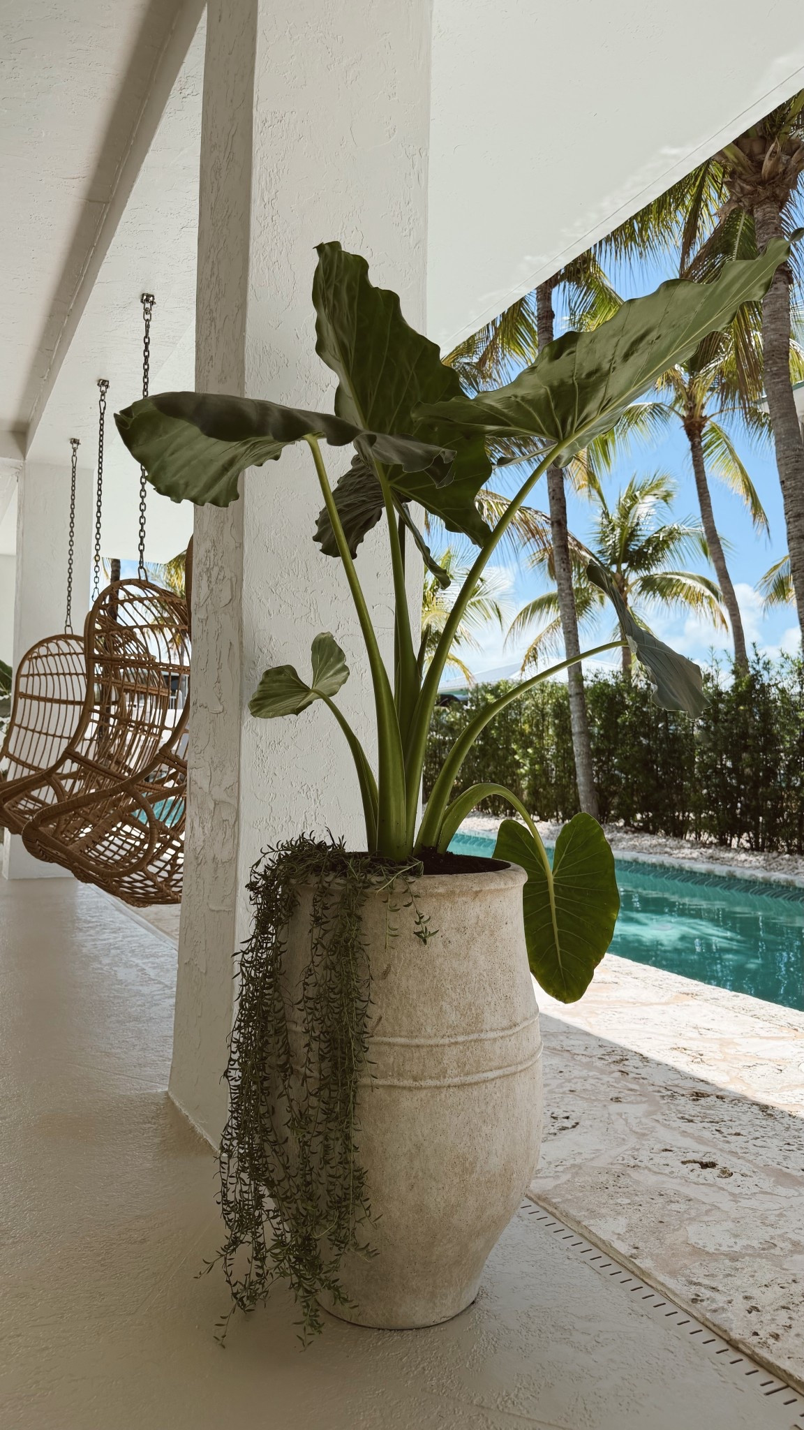 Added planters and it changed the whole vibe out here at the keys 🐚 

#planters #patio #outdoorplanters #potterybarn #outdoordecor #outdooroasis #porch #homedecor 

#LTKstorytime #LTKdayinmylife #LTKHome