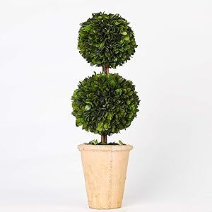 Preserved Boxwood Two Sphere Topiary Home Plant Potted in a Mossy Stone Planter, Indoor use only... | Amazon (US)