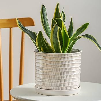 Chubacoo 8 Inch Plant Pots : Ceramic Planter Pot with Drainage Hole & Saucer - Cream White Flower... | Amazon (US)