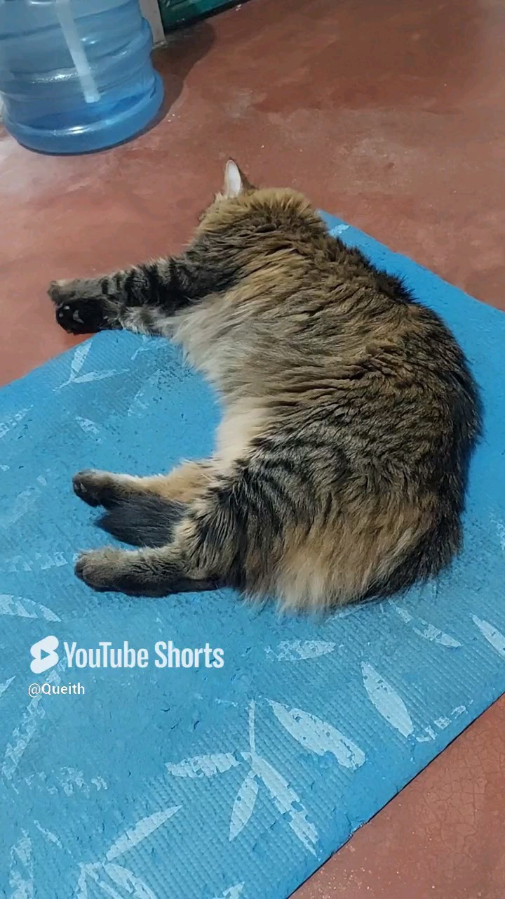 Best company for stretching session ✨

#LTKmidsize #LTKfitness #LTKPets