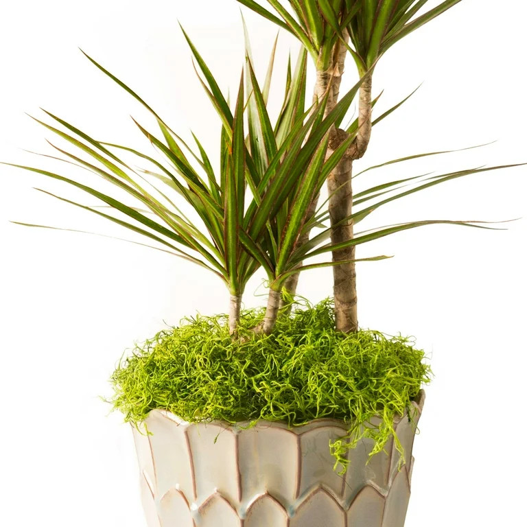 ProFlora Preserved Spanish Moss,  True Green, 150 Cu in '12.75"', and '8.75" | Walmart (US)