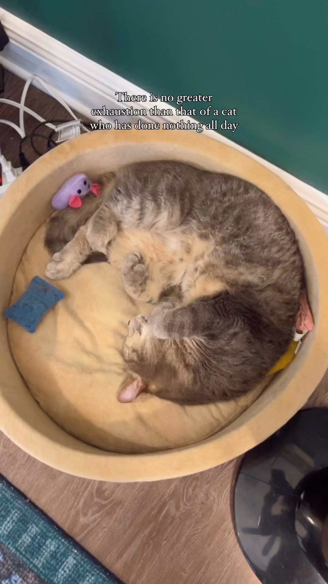 Heated bed season is year round in my house. The kitties love these plush heated pet beds! We have 3!

#LTKPets #LTKHome #LTKFamily