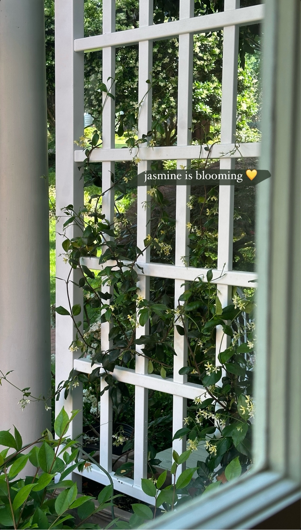 Outdoor trellis with jasmine I planted 

#LTKHome