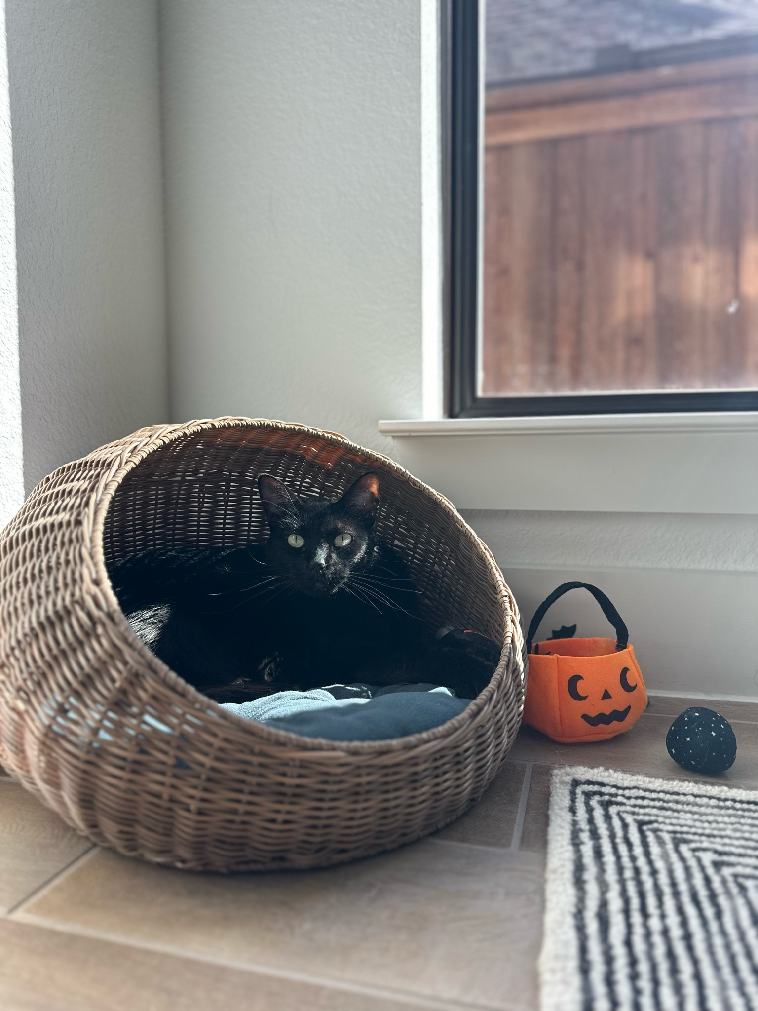 Fur baby must have!

#LTKHome #LTKHalloween #LTKSeasonal