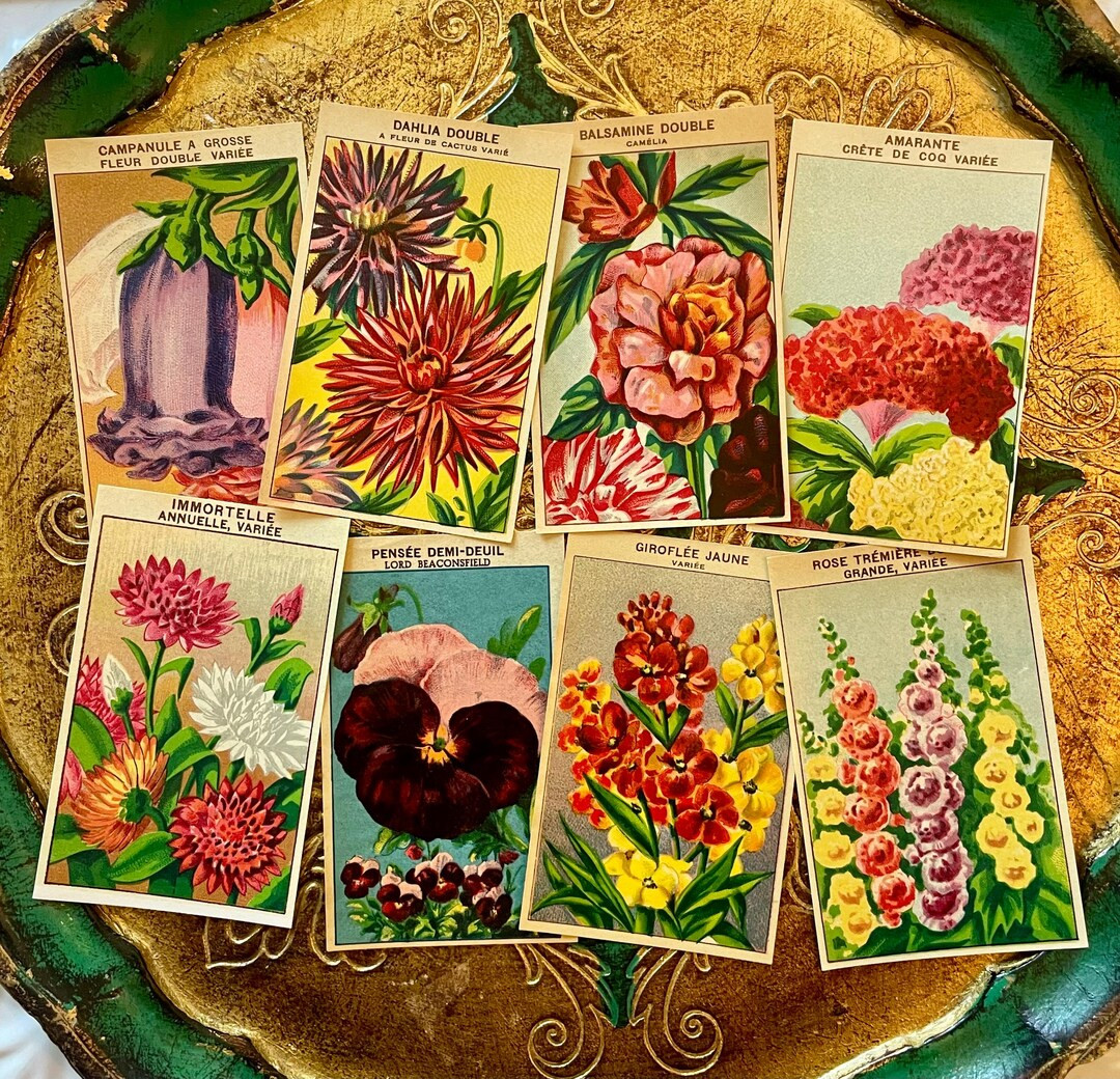 Vintage French Flower Seed Packet Labels 1920s Garden Ephemera Set of 8 - Etsy | Etsy (US)