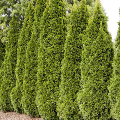 Spring Hill Nurseries Emerald Green Arborvitae 12-in Screening Shrub in 10 Pack(s) Bare Root | Lowe's