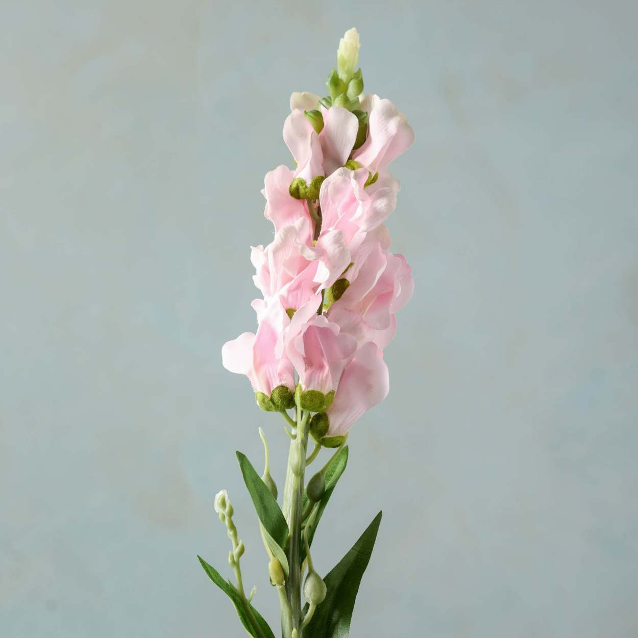 Stock Flower Stem | Magnolia