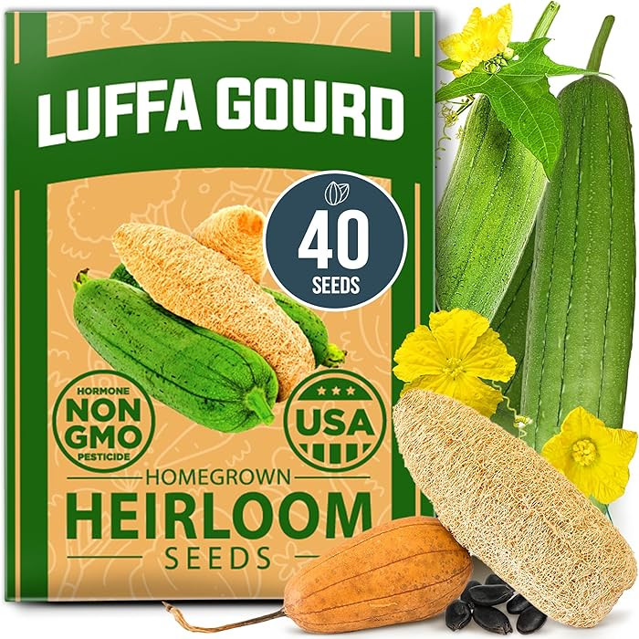 HOME GROWN Non GMO Luffa Seeds (Luffa aegyptiaca) 40 Heirloom Loofah Gourd Seeds for Planting Hig... | Amazon (US)